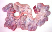 frozen Pork uterus producer